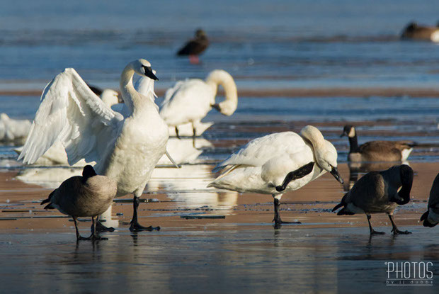 Tundra Swan