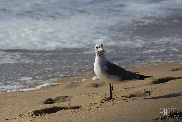 Laughing Gull