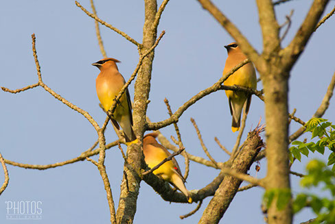 Cedar Waxwing