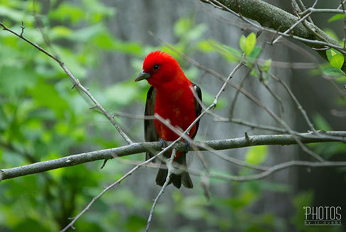Scarlet Tanager
