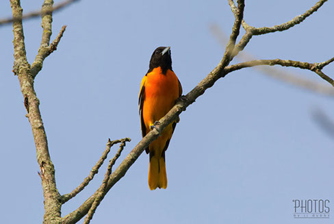 Baltimore Oriole