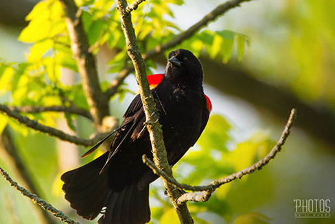 Red-Winged Blackbird