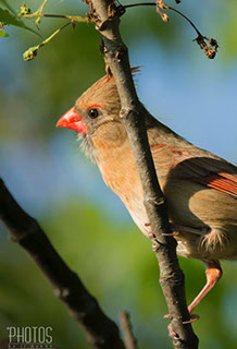 Northern Cardinal
