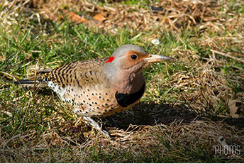 Nortthern Flicker