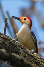 Red-Bellied Woodpecker