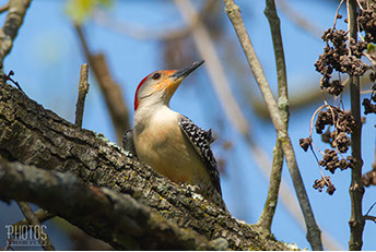 Red-Bellied Woodpecker