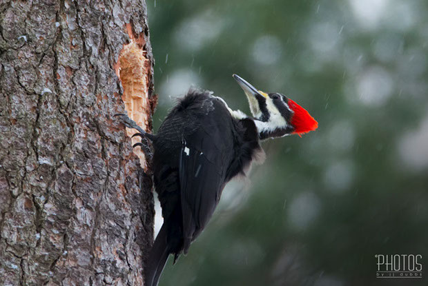 Pileated Woodpecker