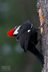Pileated Woodpecker