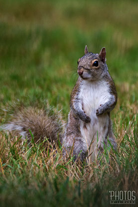 Gray Squirrel