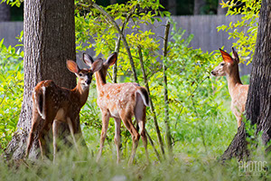 White-Tailed Deer Fawns
