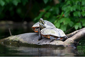 Painted Turtle
