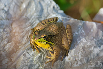 Green Frog