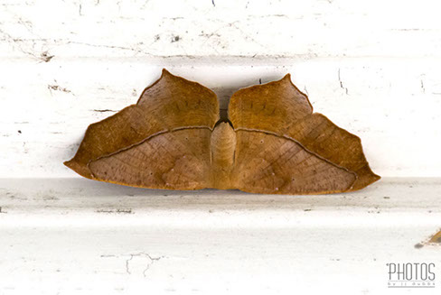 MAPLE SPANWORM, MOTH