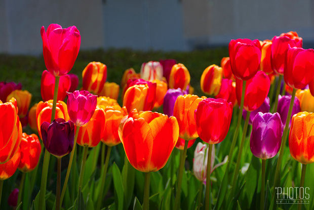 Tulips