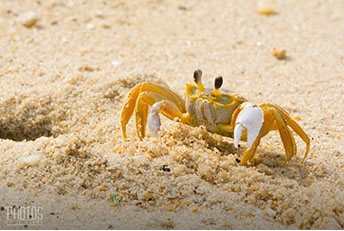 Cape Henlopen State Park, Fiddler Crab
