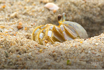 Cape Henlopen State Park, Fiddler Crab