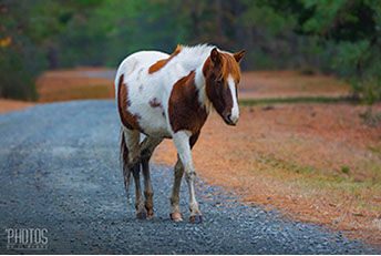 Chincoteague Island National Wildlife Refuge, Wild Pony