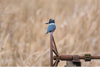Belted Kingfisher