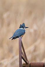Belted Kingfisher