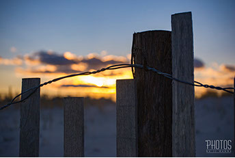Northern Water Snake
