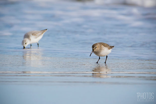Ruddy Turnstone