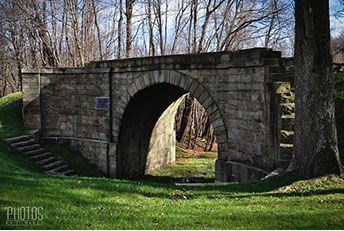 Northern Water Snake