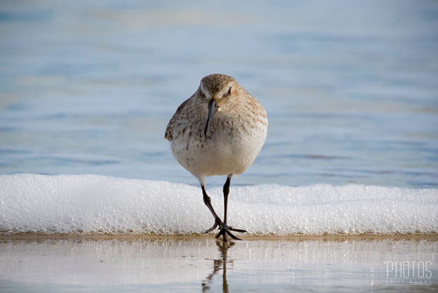 Ruddy Turnstone