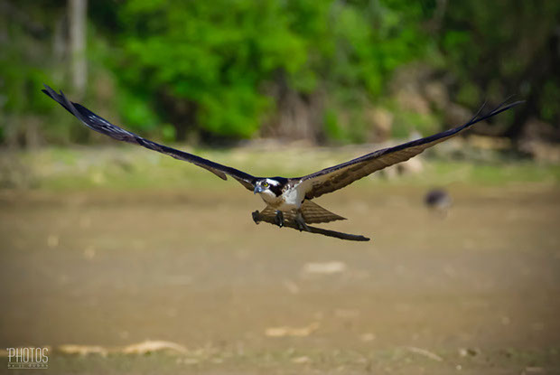 Osprey