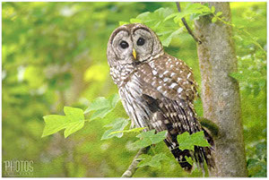 Barred Owl Puzzle