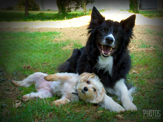 Simon & Jazzy, Pet Portrait